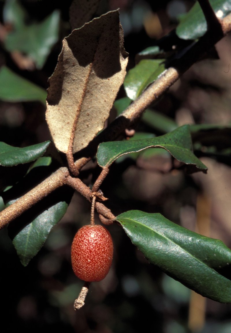 Thorny Olive photo 8