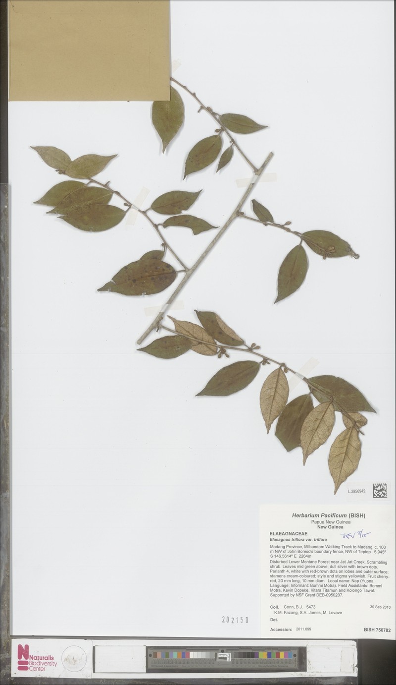 Elaeagnus triflora var. triflora
