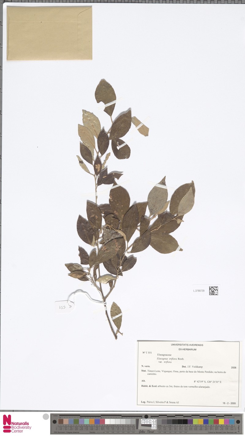 Elaeagnus triflora var. triflora photo 2
