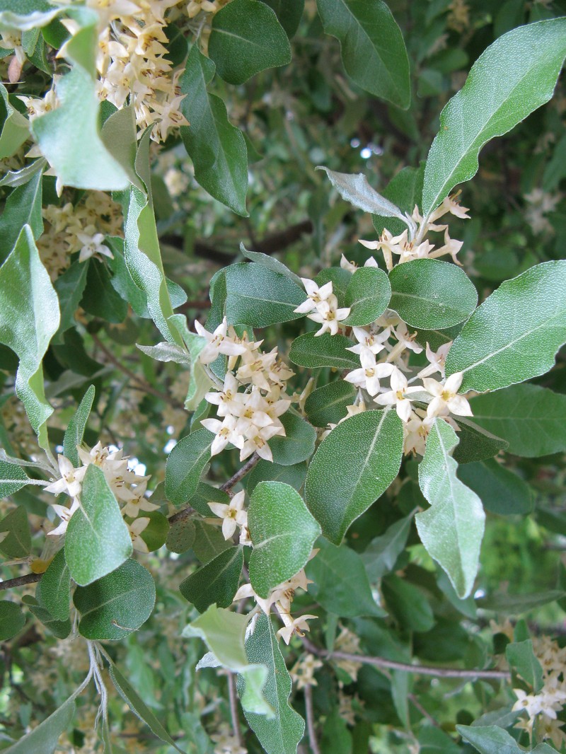 Autumn Olive