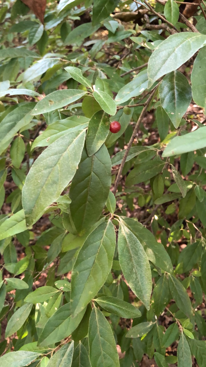 Autumn Olive photo 2
