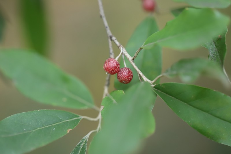 Autumn Olive photo 3