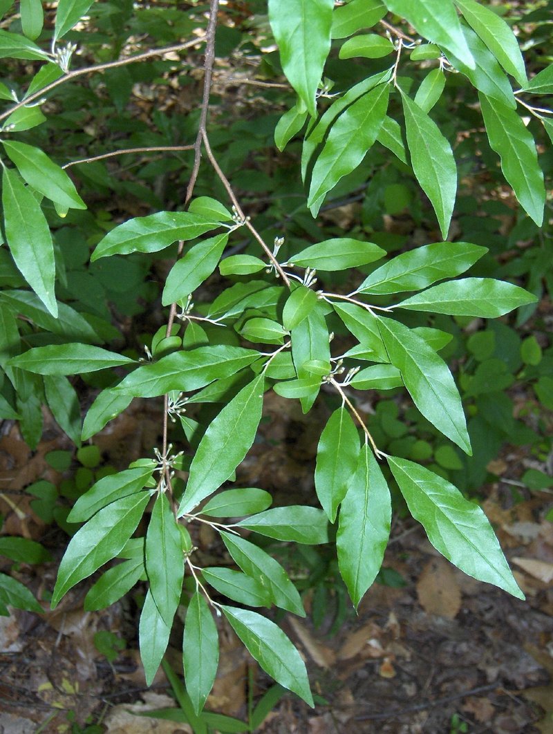 Autumn Olive photo 4
