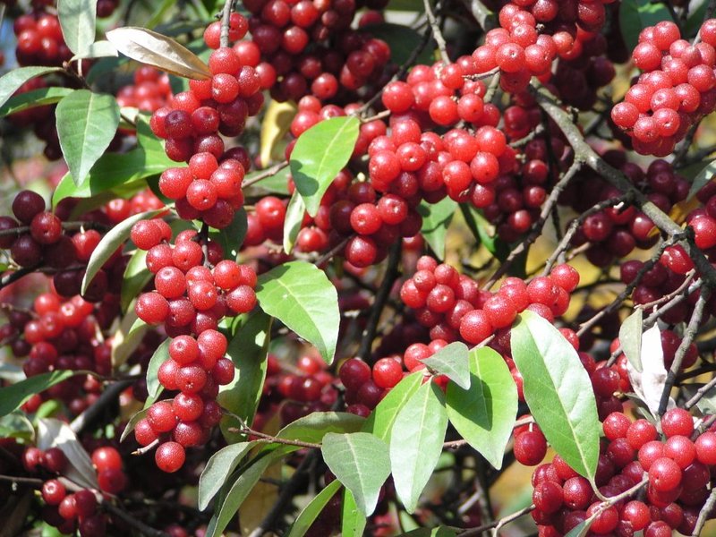 Autumn Olive photo 5