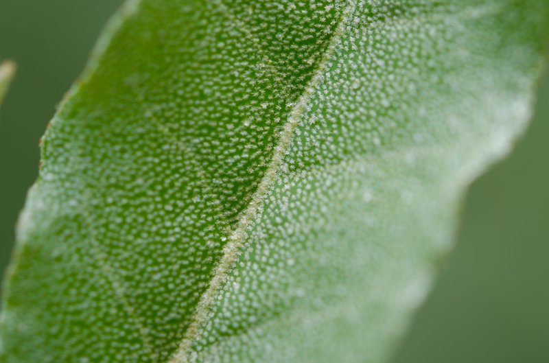 Autumn Olive photo 6