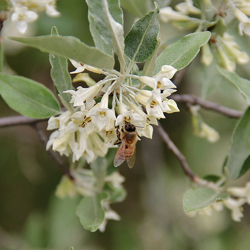 Autumn Olive photo 7