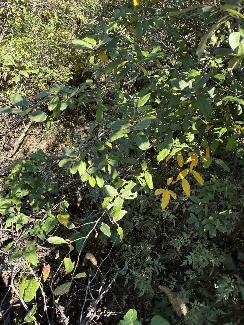 Elaeagnus umbellata var. umbellata