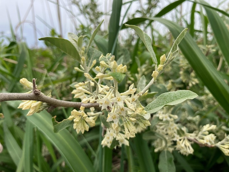 Elaeagnus umbellata var. umbellata photo 2