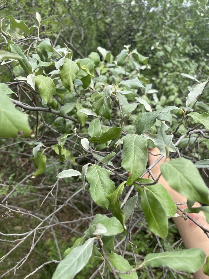 Elaeagnus umbellata var. umbellata photo 3
