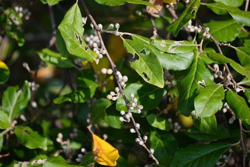 Elaeagnus umbellata var. umbellata photo 4