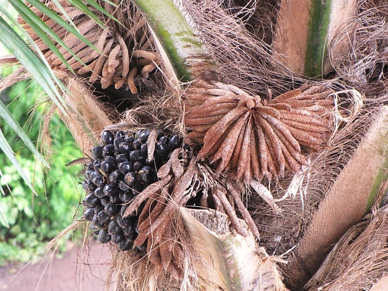 African Oil Palm photo 4