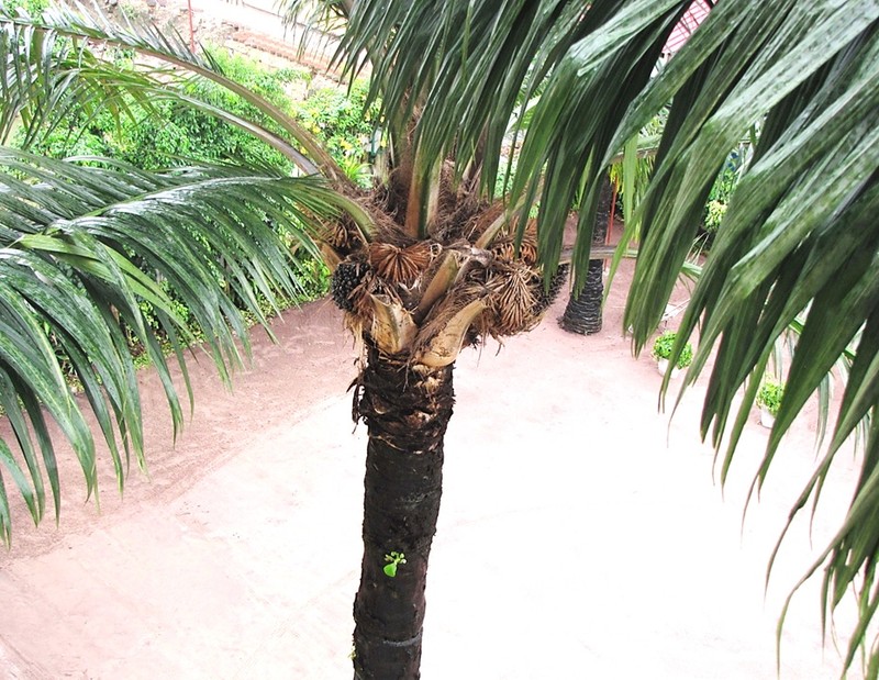 African Oil Palm photo 5