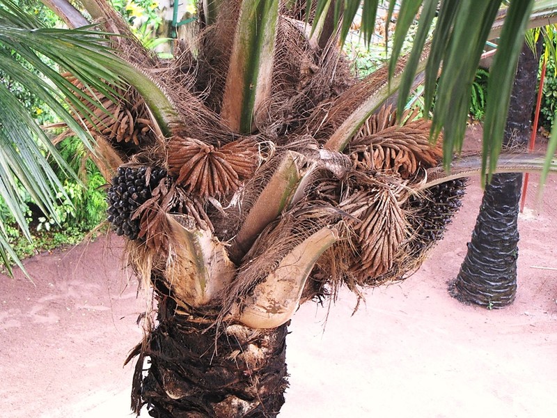 African Oil Palm photo 6
