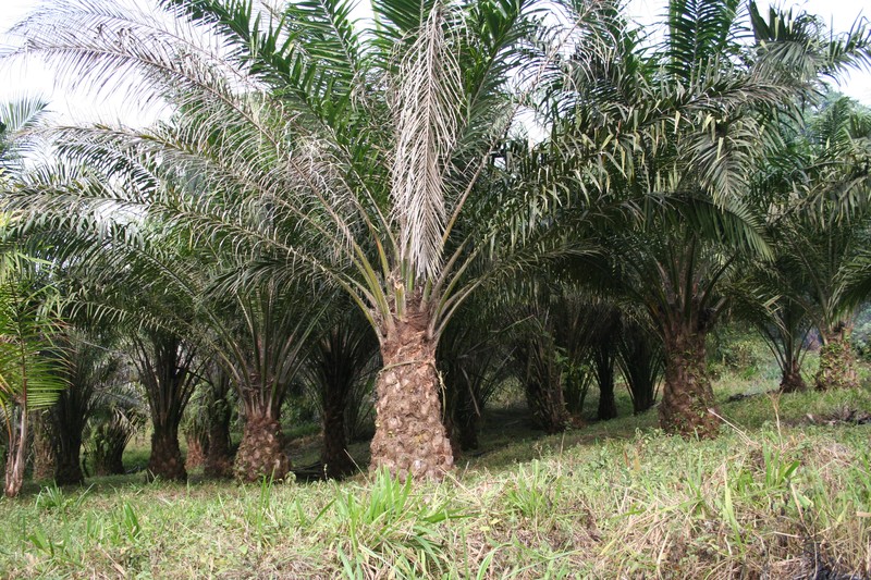 African Oil Palm photo 2