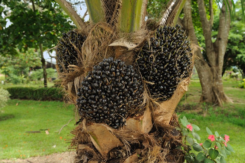African Oil Palm photo 3