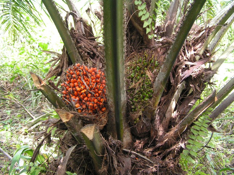 African Oil Palm photo 7