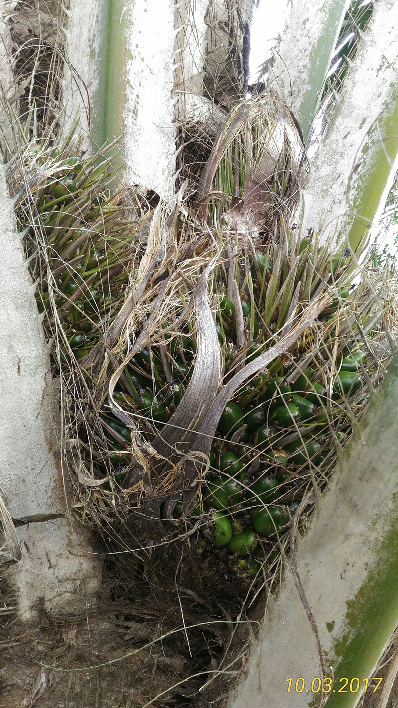 African Oil Palm photo 8
