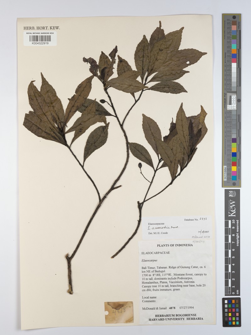 Elaeocarpus acronodia subsp. acronodia