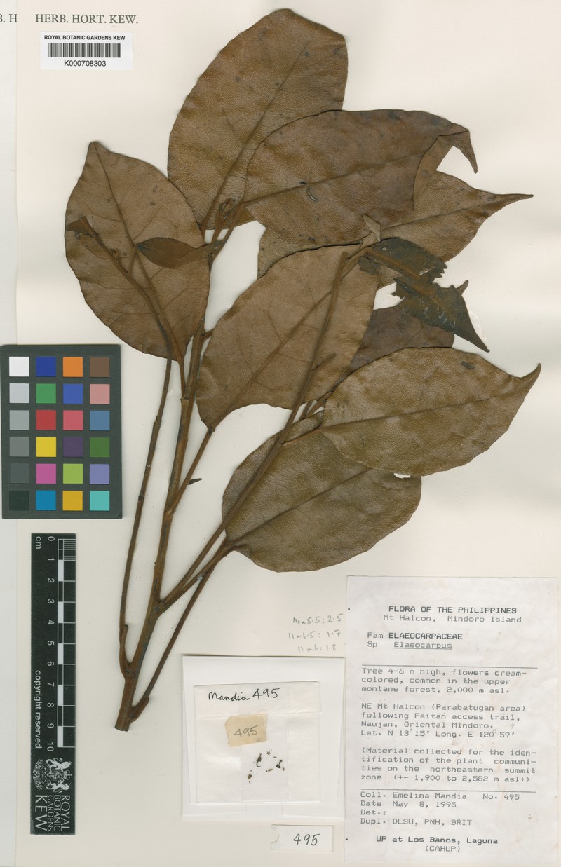 Elaeocarpus alanganorum
