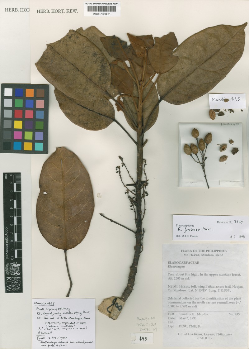 Elaeocarpus alanganorum photo 2