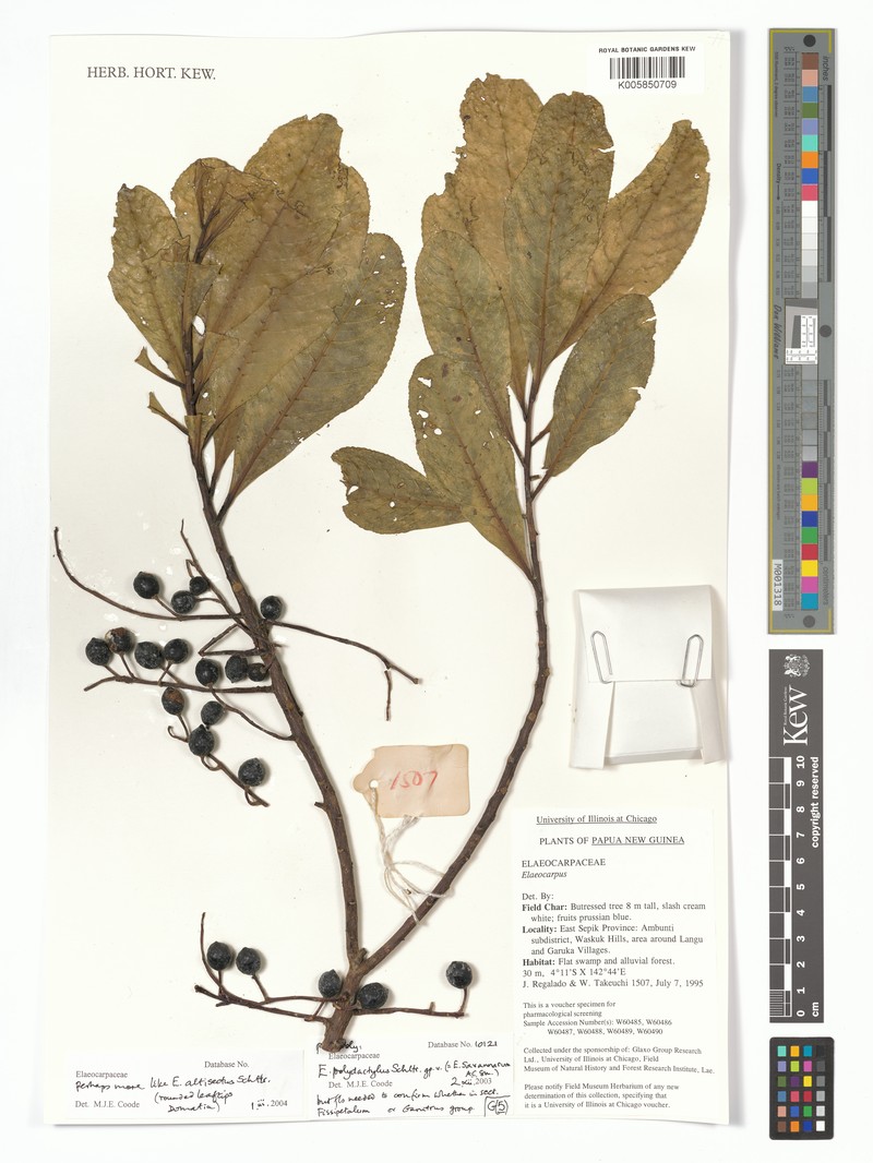 Elaeocarpus altisectus subsp. altisectus