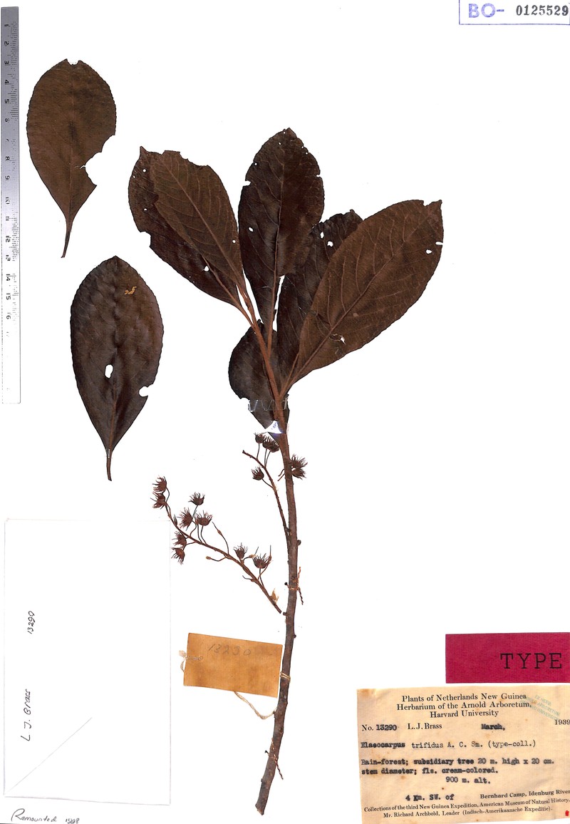 Elaeocarpus altisectus subsp. altisectus photo 2