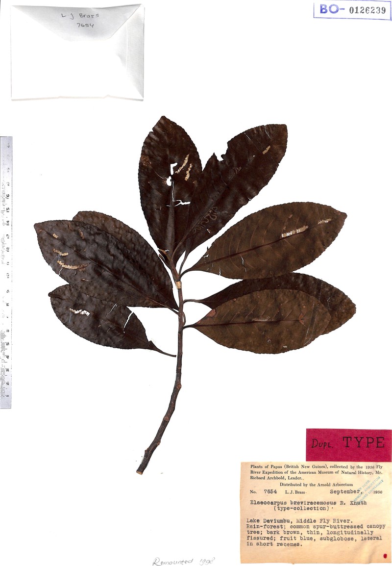 Elaeocarpus altisectus subsp. altisectus photo 3