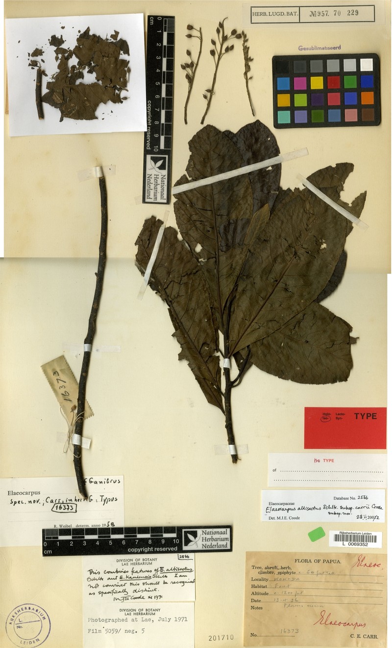 Elaeocarpus altisectus subsp. carrii