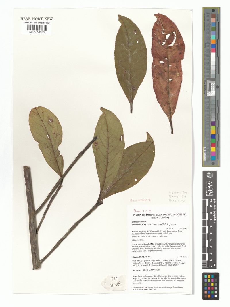 Elaeocarpus avium