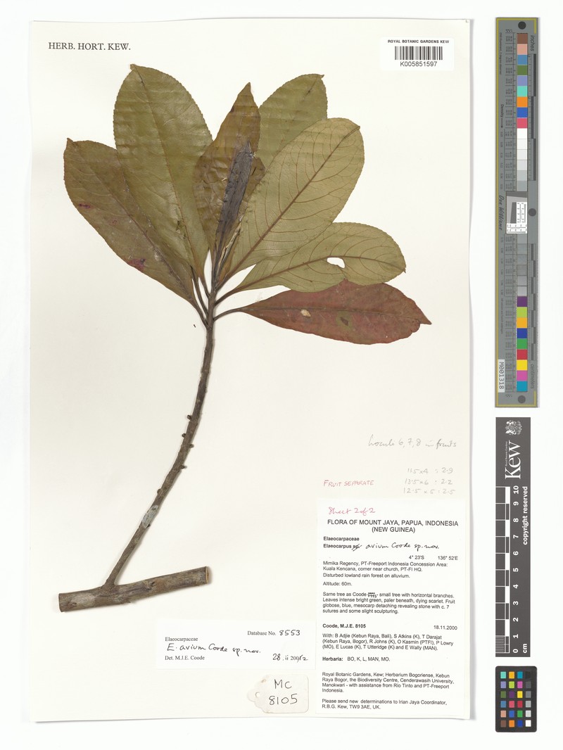 Elaeocarpus avium photo 2