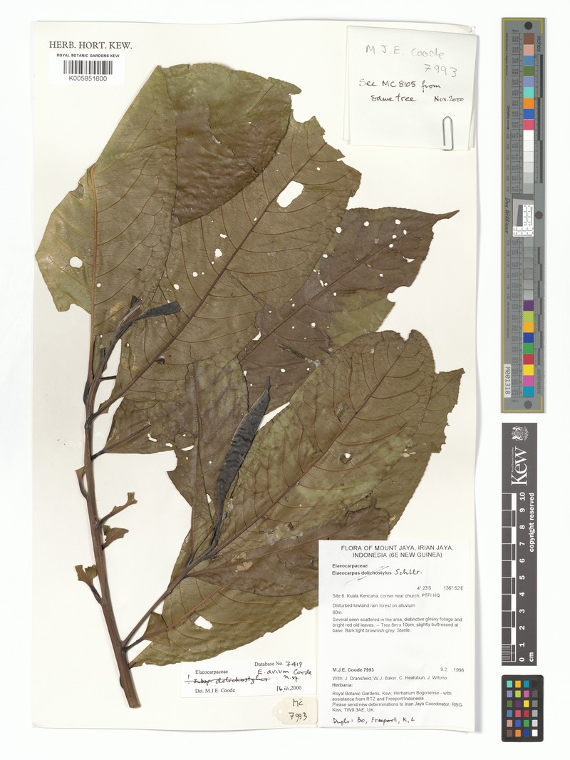 Elaeocarpus avium photo 3