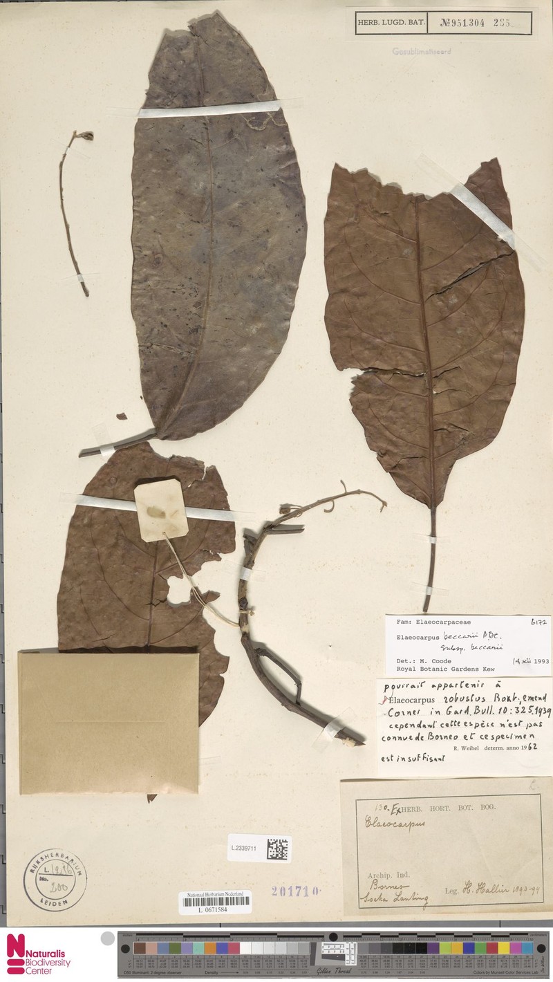 Elaeocarpus beccarii subsp. beccarii photo 2