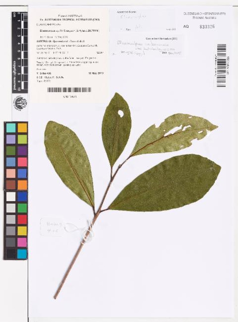 Elaeocarpus carbinensis photo 2