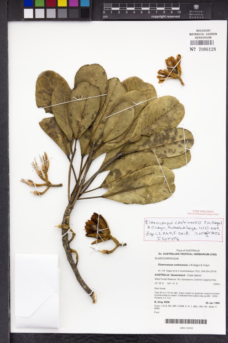 Elaeocarpus carbinensis photo 3
