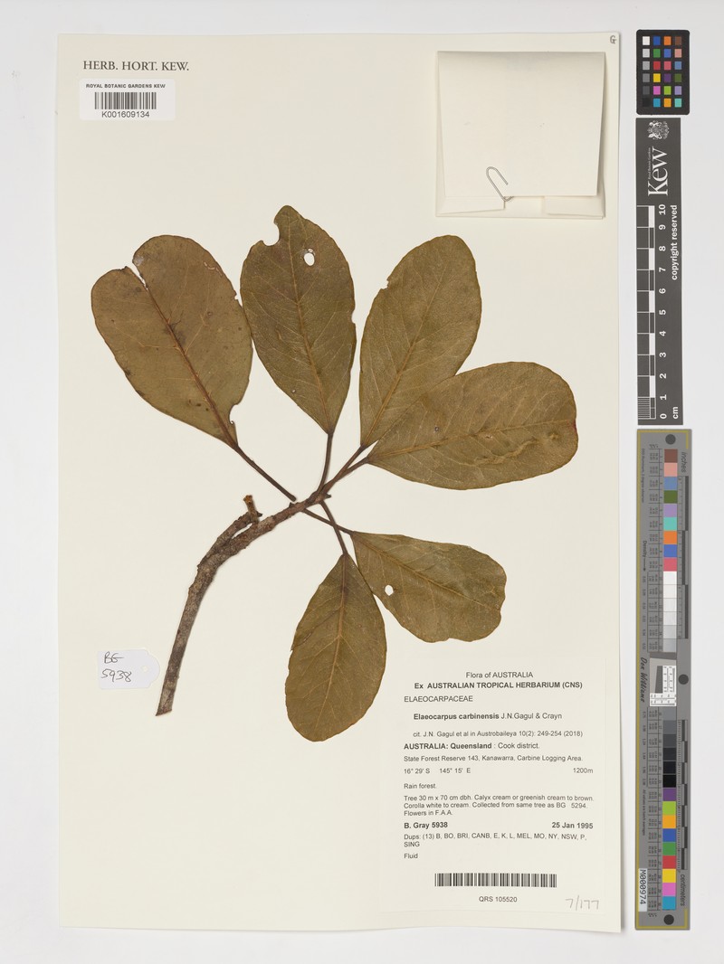 Elaeocarpus carbinensis photo 4