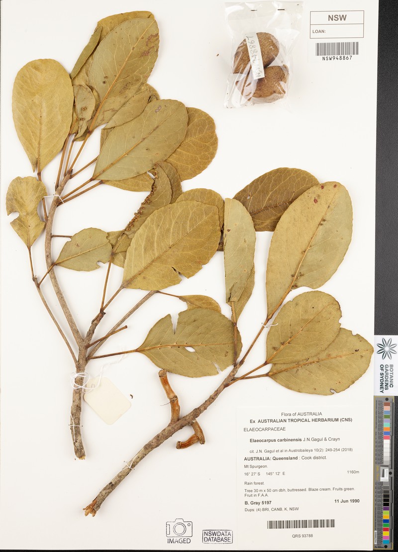 Elaeocarpus carbinensis
