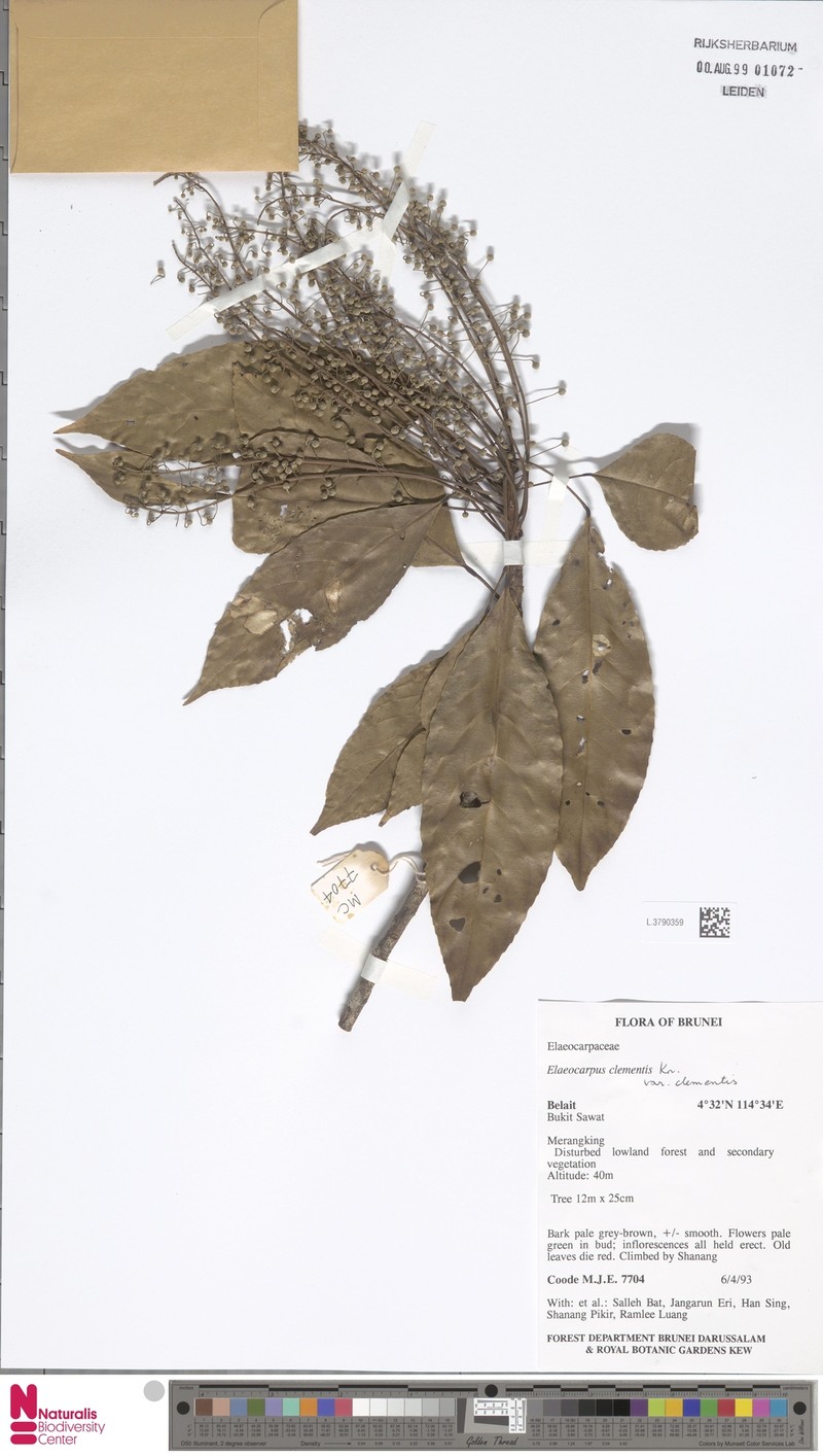 Elaeocarpus clementis var. clementis