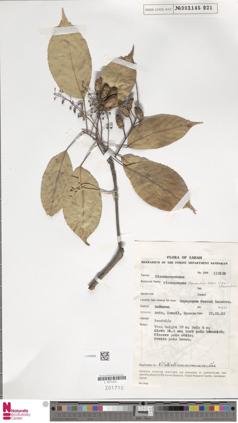 Elaeocarpus clementis var. clementis photo 2