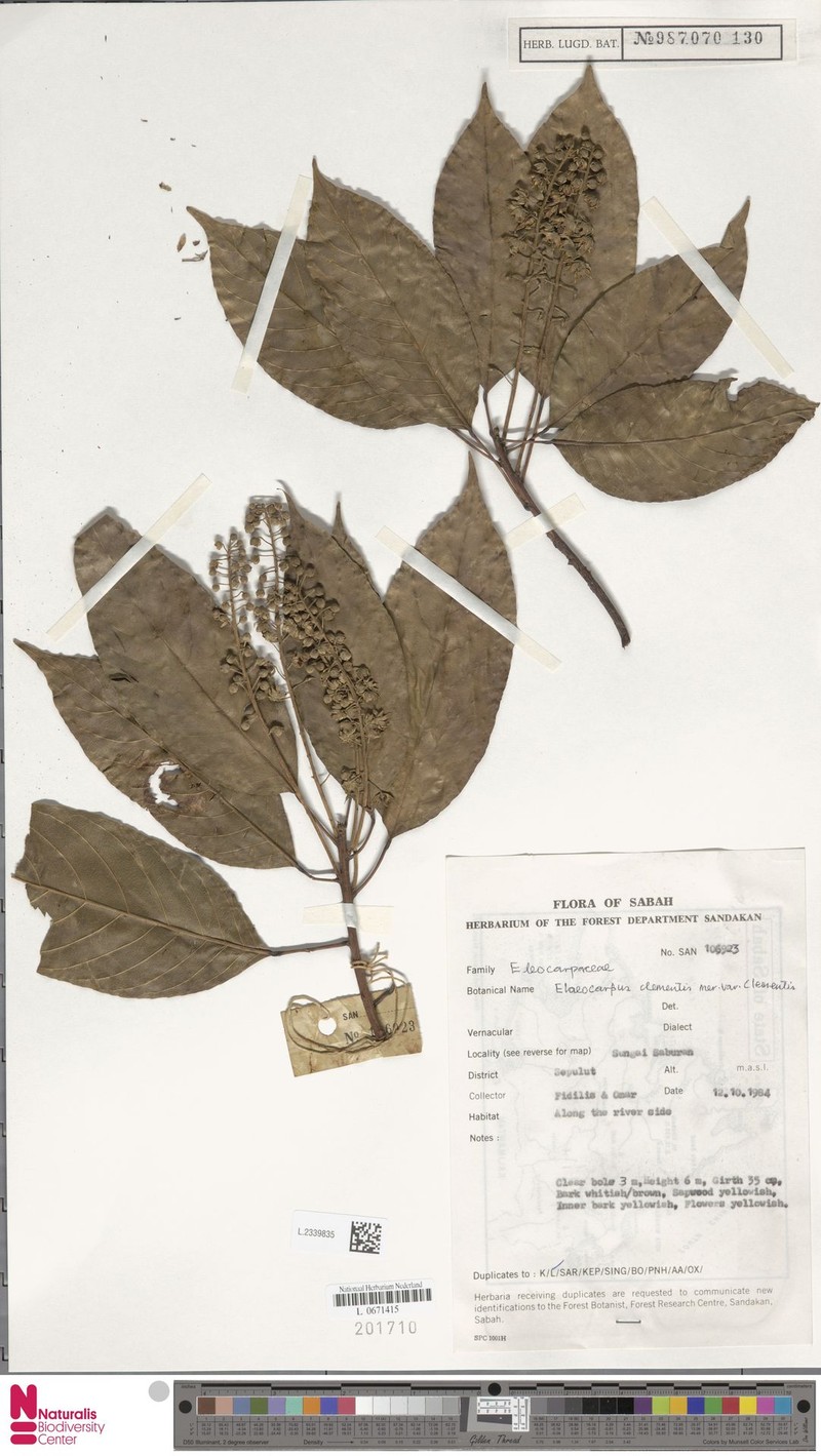 Elaeocarpus clementis var. clementis photo 4