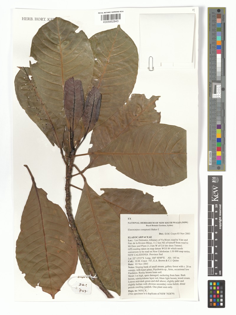 Elaeocarpus comptonii var. comptonii