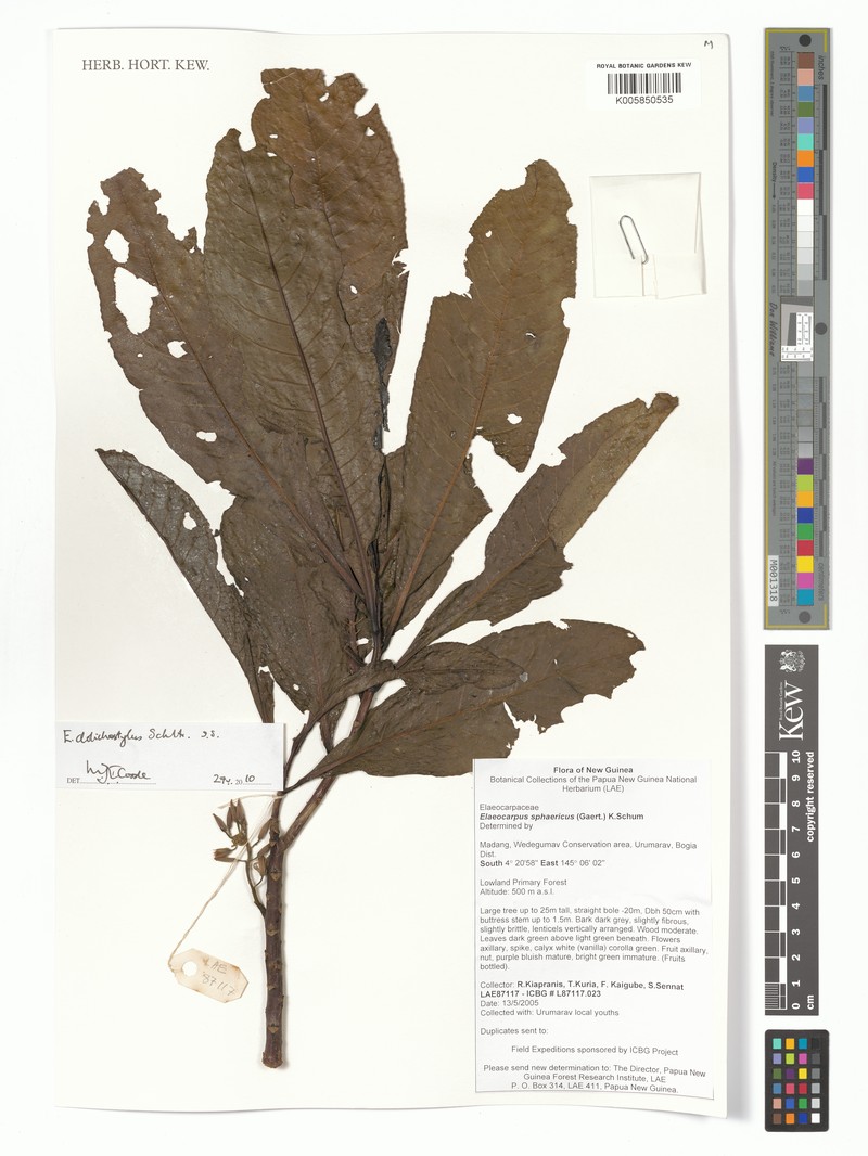 Elaeocarpus dolichostylus subsp. dolichostylus