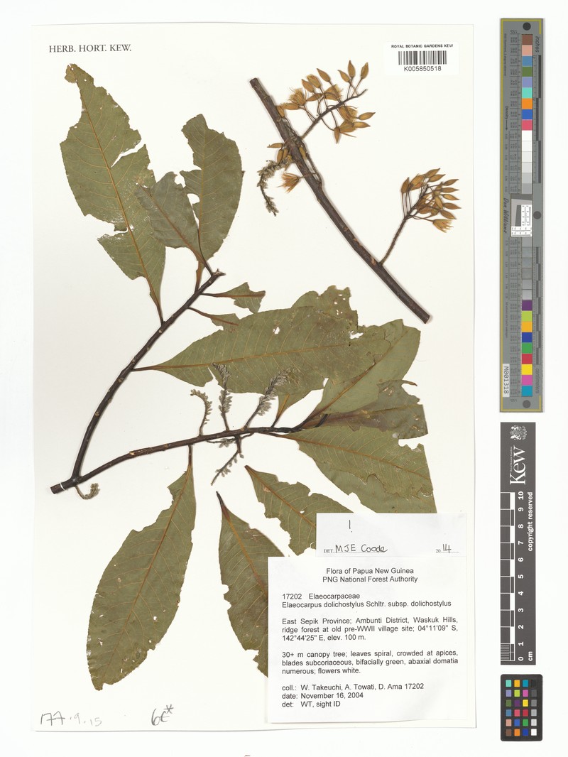 Elaeocarpus dolichostylus subsp. dolichostylus photo 2