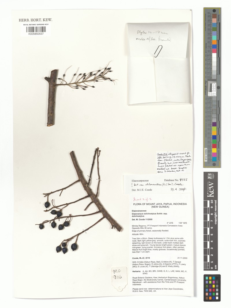 Elaeocarpus dolichostylus subsp. dolichostylus photo 4