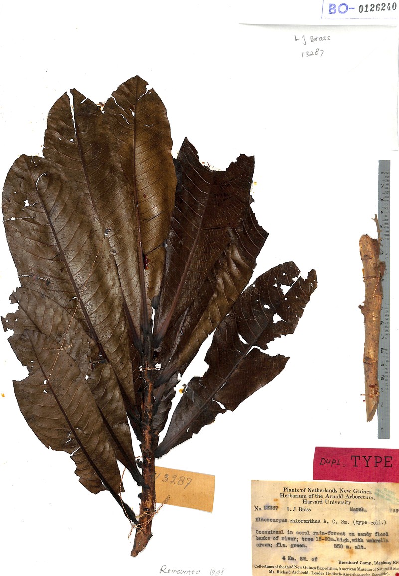 Elaeocarpus dolichostylus var. chloranthus
