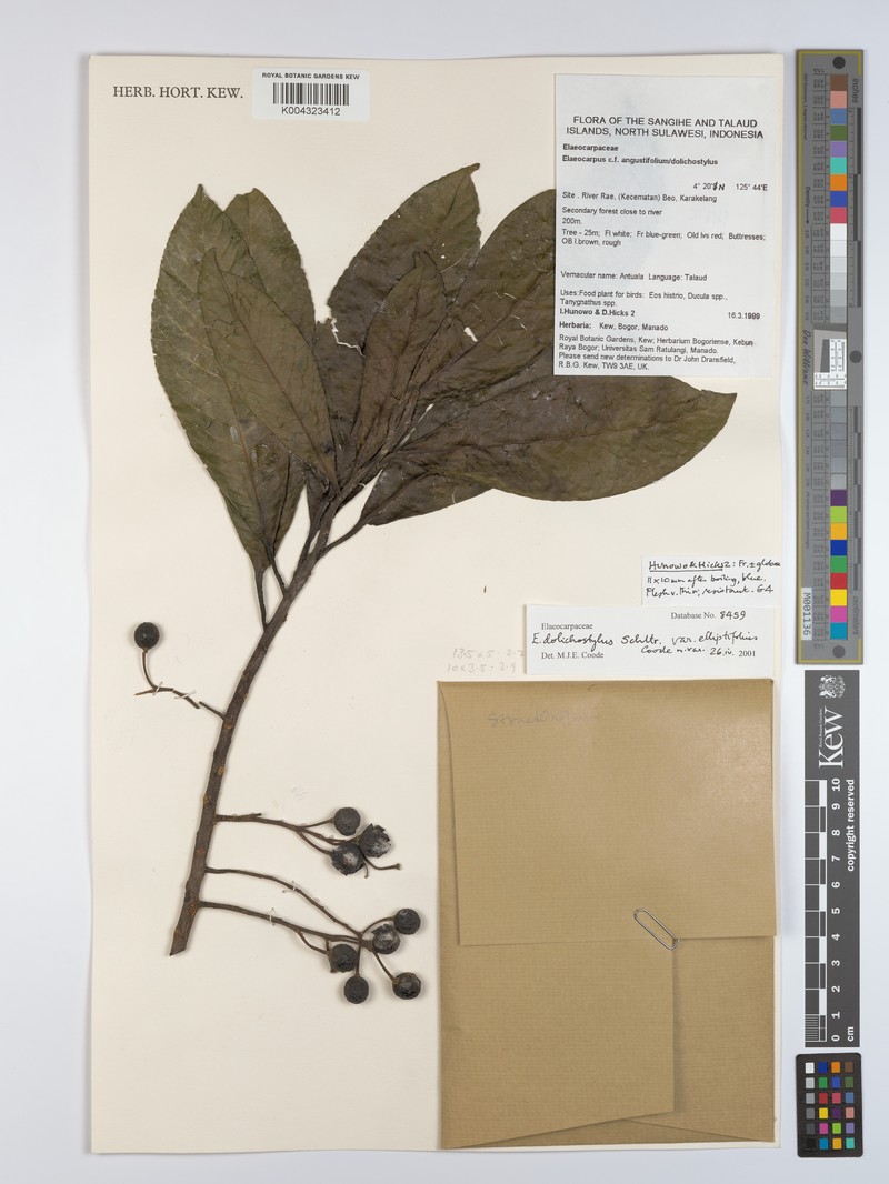 Elaeocarpus dolichostylus var. elliptifolius