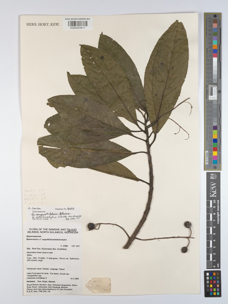 Elaeocarpus dolichostylus var. elliptifolius photo 2