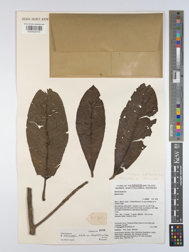 Elaeocarpus dolichostylus var. elliptifolius photo 3