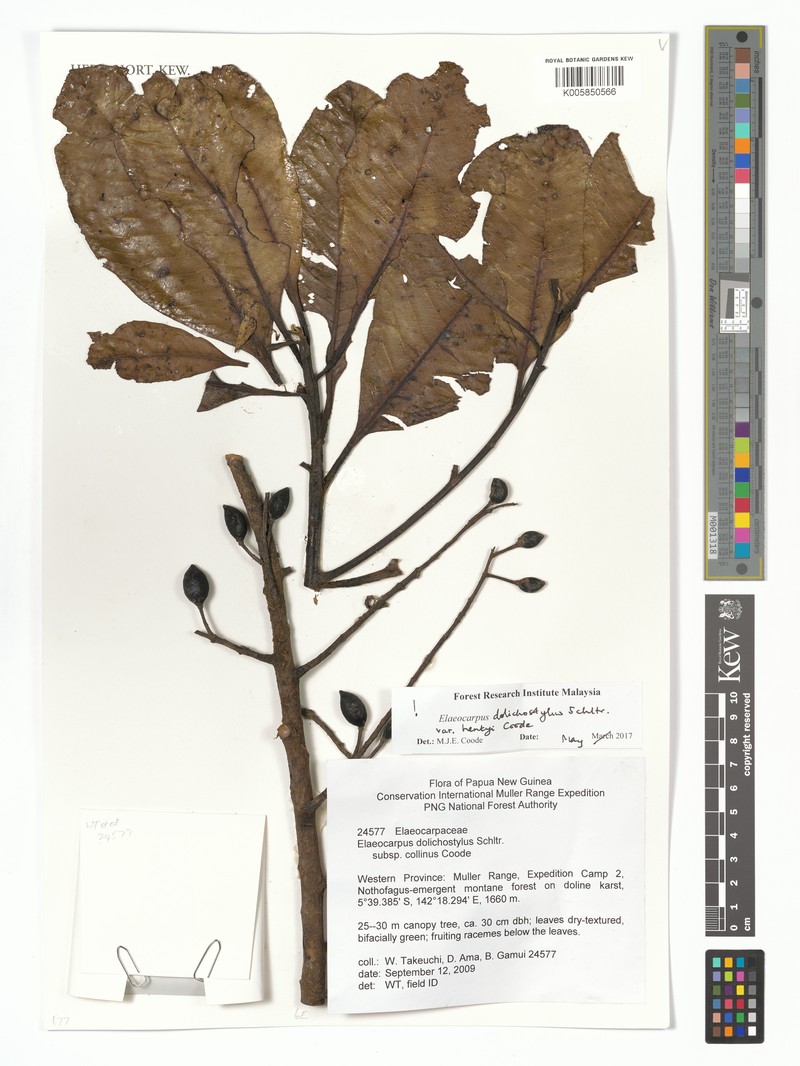 Elaeocarpus dolichostylus var. hentyi