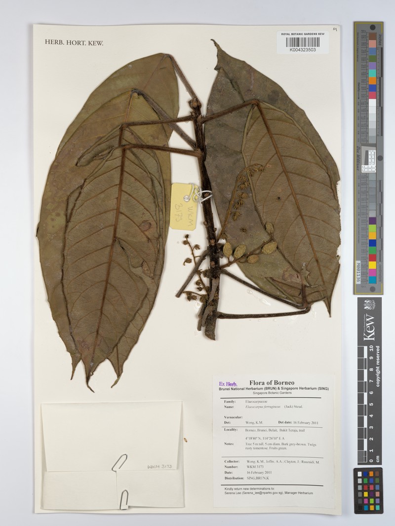 Elaeocarpus ferrugineus subsp. ferrugineus