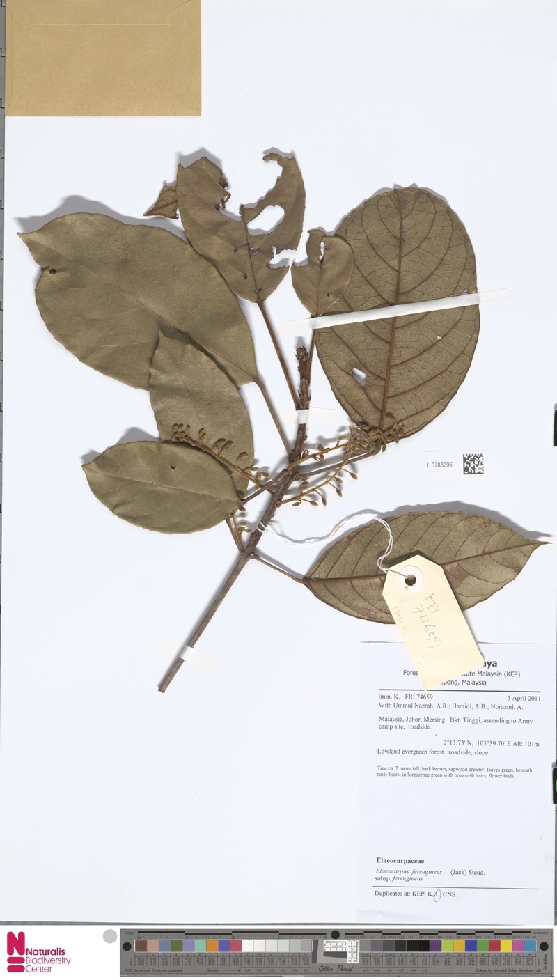 Elaeocarpus ferrugineus subsp. ferrugineus photo 2